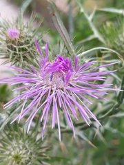 Galactites tomentosus