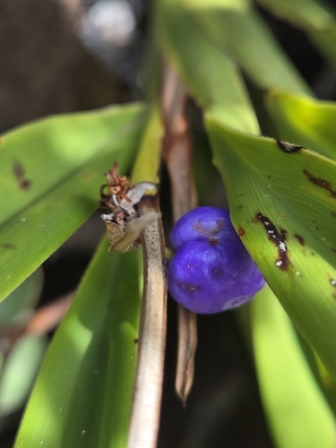 Dianella congesta, 2026-05-04