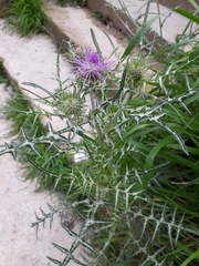 Galactites tomentosus