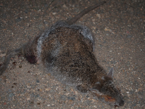 Spectacled Hare Wallaby