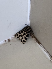 Apantesis incorrupta