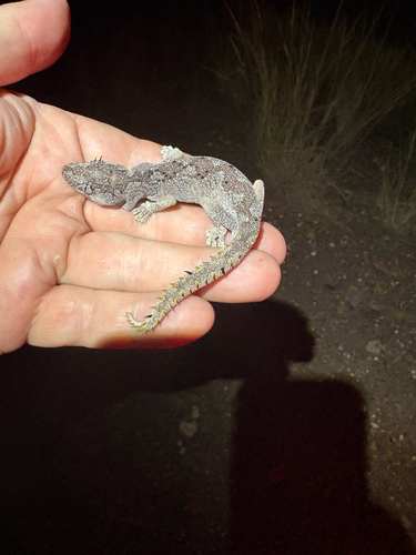 Northern Spiny-tailed Gecko