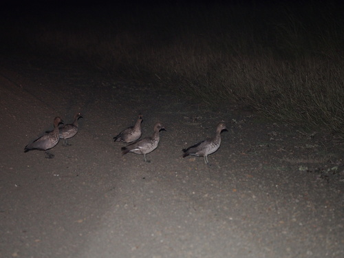 Australian Wood Duck