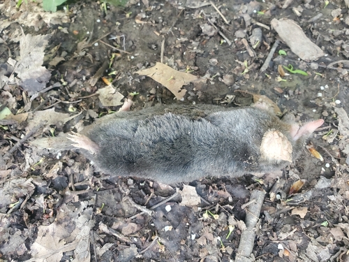 Hairy-tailed Mole observed by kent_miller