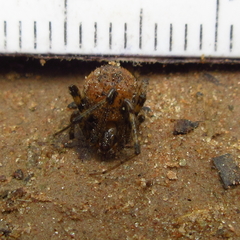 Tidarren sisyphoides