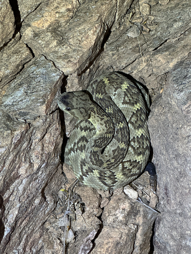 Western Black-tailed Rattlesnake