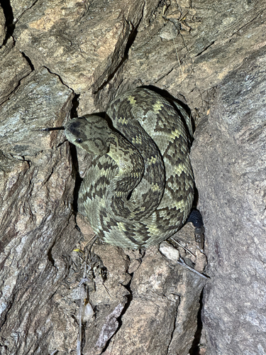 Western Black-tailed Rattlesnake
