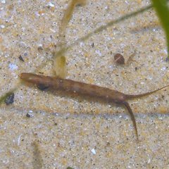 Pentidotea kirchanskii