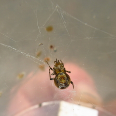 Tidarren sisyphoides