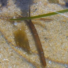 Pentidotea kirchanskii