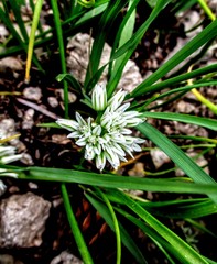 Allium brandegeei