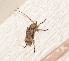 Leptostylus transversus