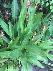 Heliconia longiflora