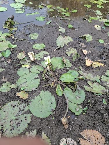 Egyptian white water-lily