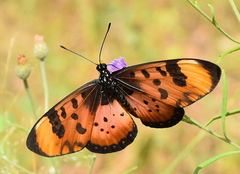 Acraea acara acara