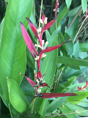 Heliconia longiflora