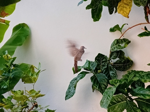 Zebra Dove