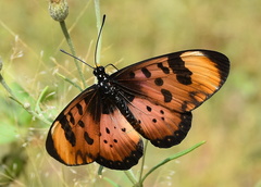 Acraea acara acara