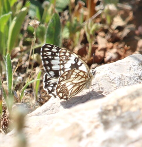 Western marbled white