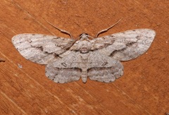 Iridopsis pergracilis