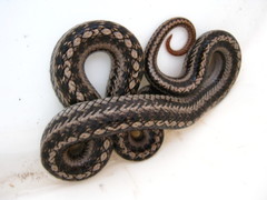 Galvarinus chilensis