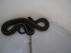 Galvarinus chilensis