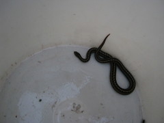 Galvarinus chilensis