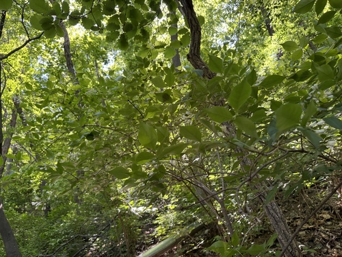 Staphylea bumalda, photograph 6