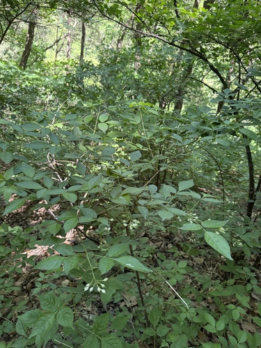 Staphylea bumalda, photograph 5