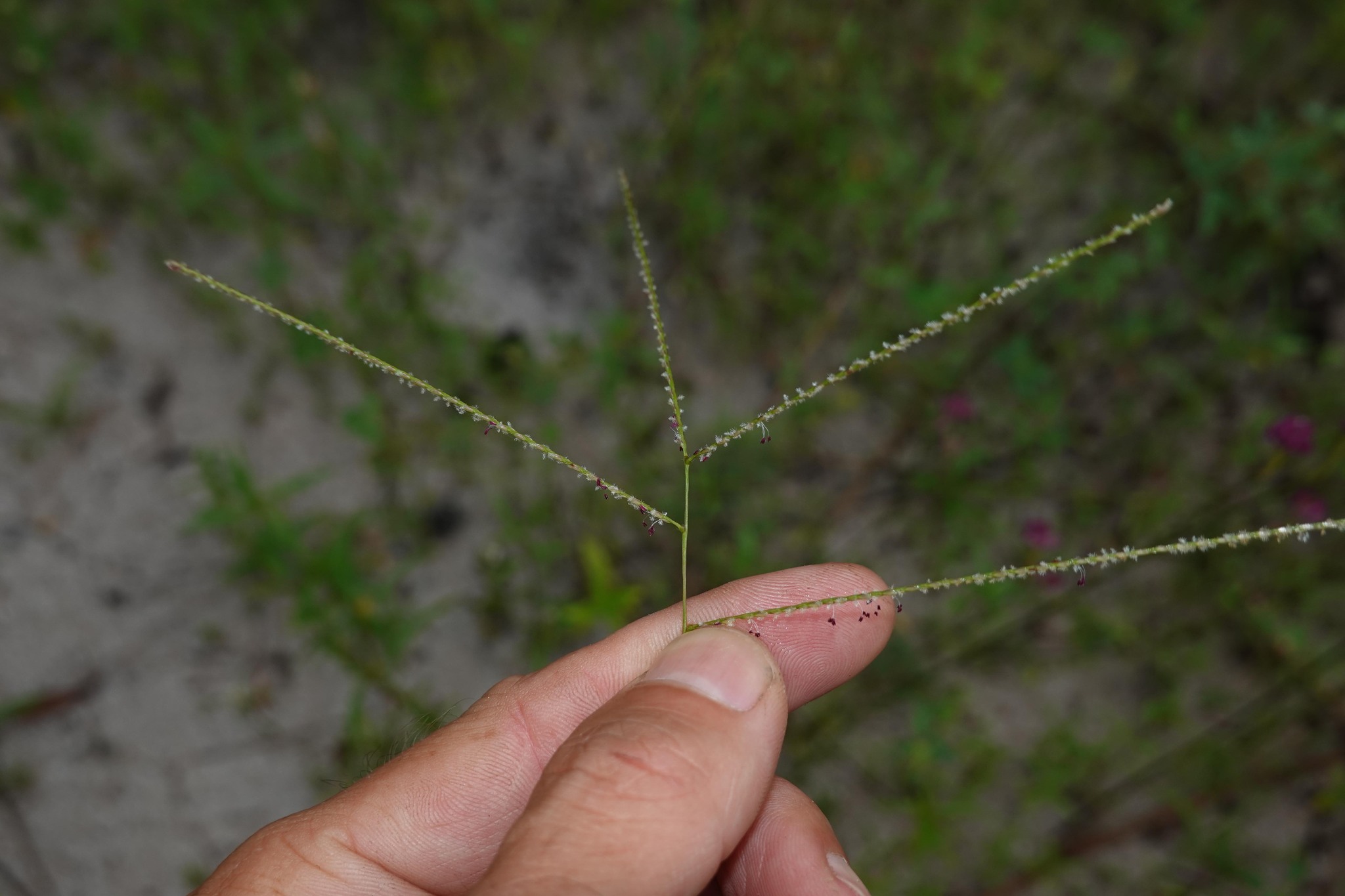 Imagem de Axonopus purpusii