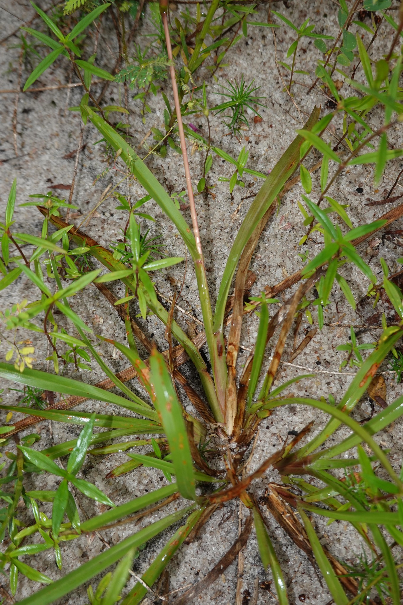 Imagem de Axonopus purpusii