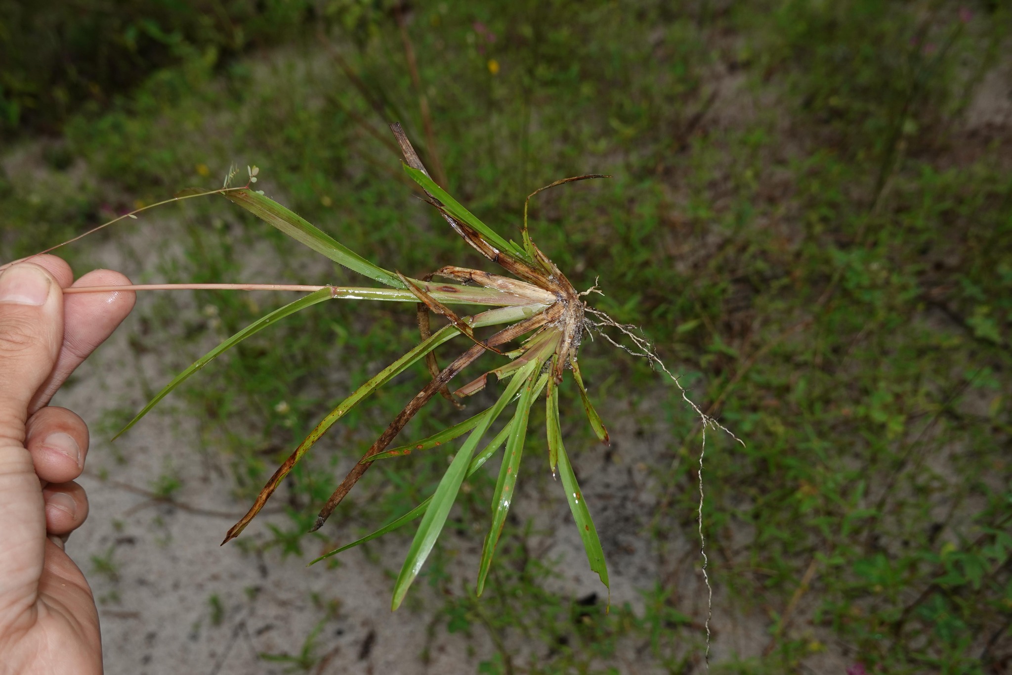 Imagem de Axonopus purpusii