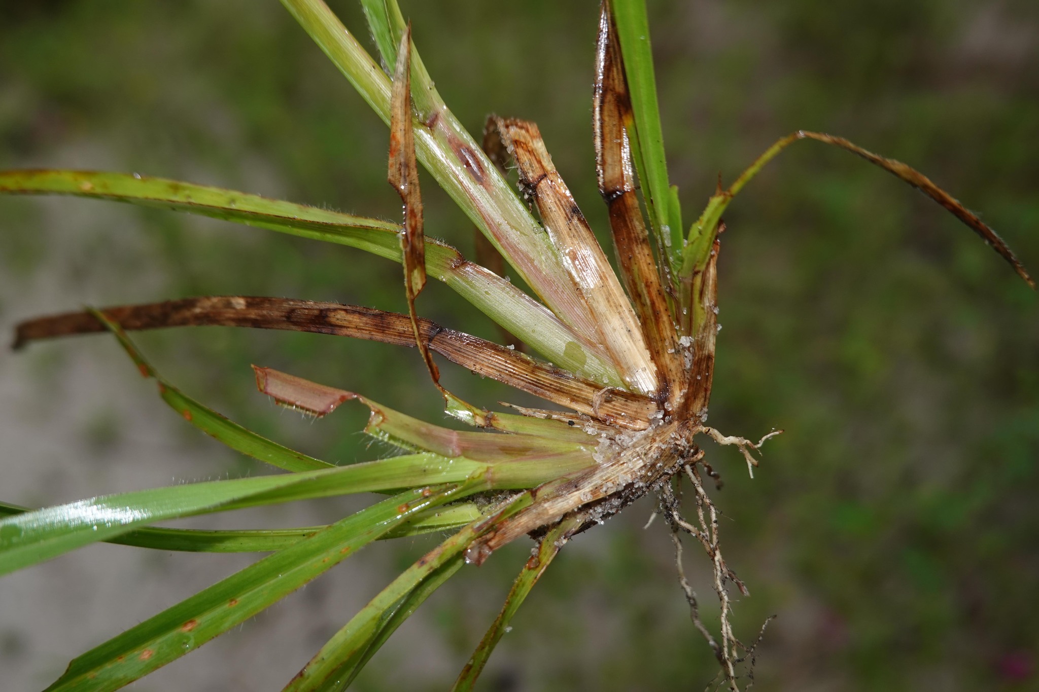 Imagem de Axonopus purpusii