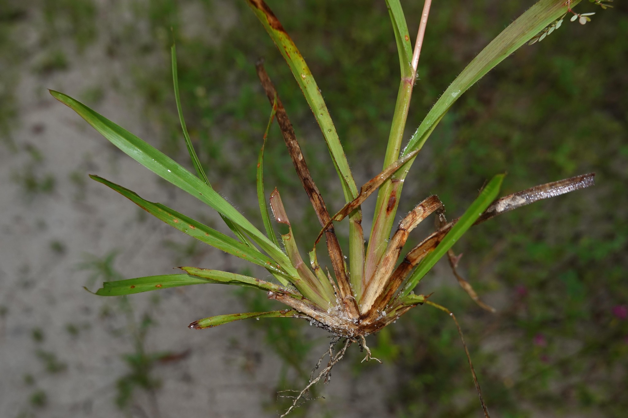 Imagem de Axonopus purpusii