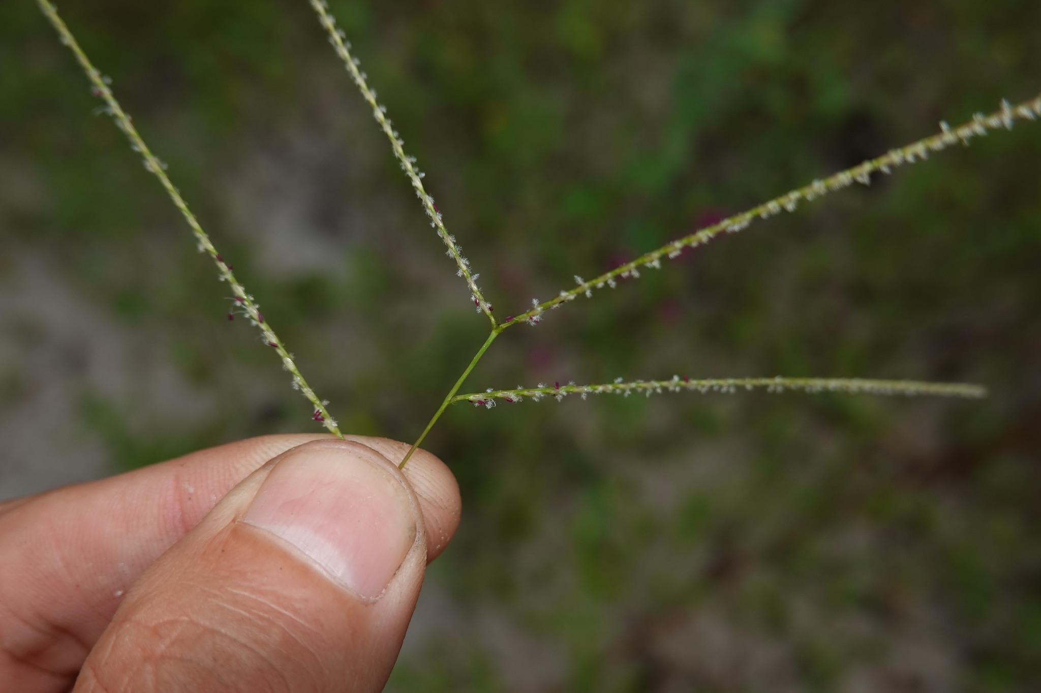 Imagem de Axonopus purpusii