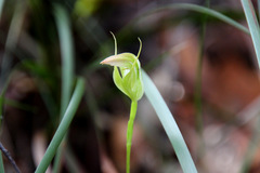 Pterostylis acuminata
