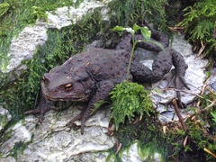 Bufo praetextatus