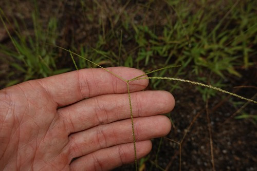 Digitaria fuscescens observed 2026-04-27