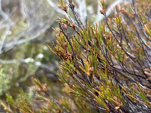 Dracophyllum palustre observed 2026-01-22