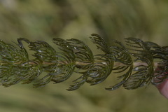 Myriophyllum triphyllum