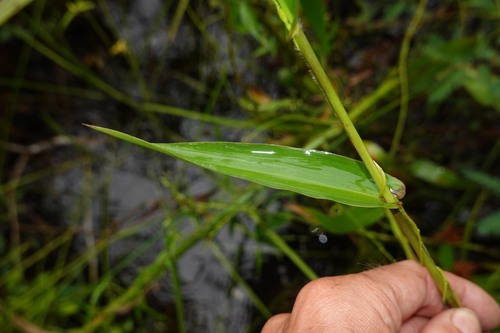 Acroceras zizanioides observed 2026-04-27