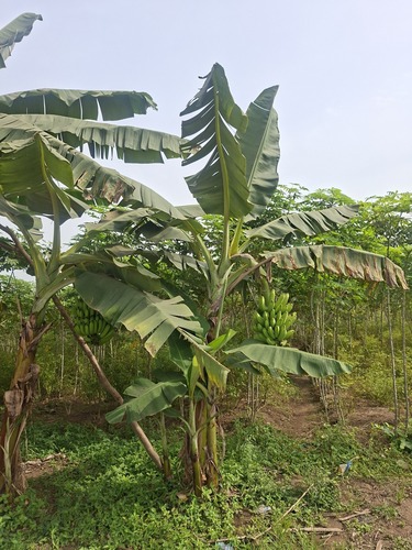 Cavendish banana