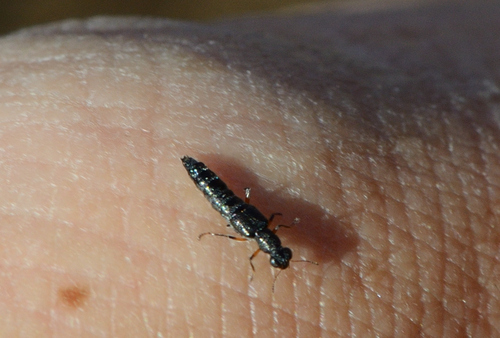 Stenus cicindeloides observed 2026-05-03