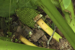 Lysichiton camtschatcensis