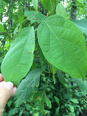 Tanaecium dichotomum