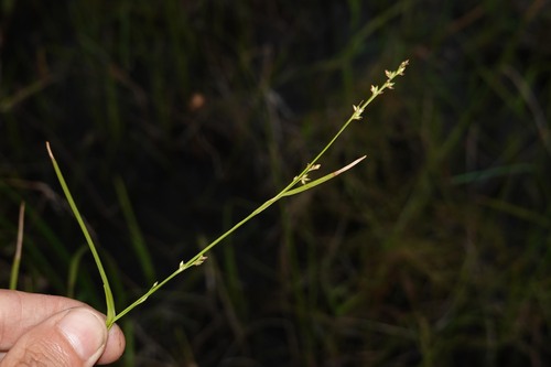 Scleria microcarpa, 2026-04-26