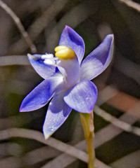 Thelymitra peniculata