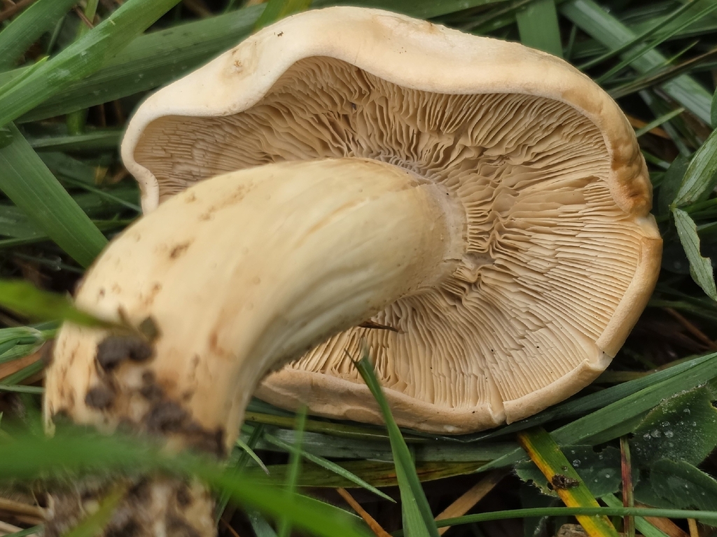 Calocybe gambosa · May 2026 · photo: © sabear (iNaturalist, cc0)