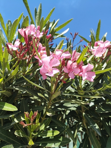 oleander