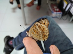 Junonia orithya minagara